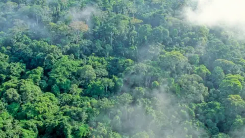 Gabon is first African country paid to protect its rainforest